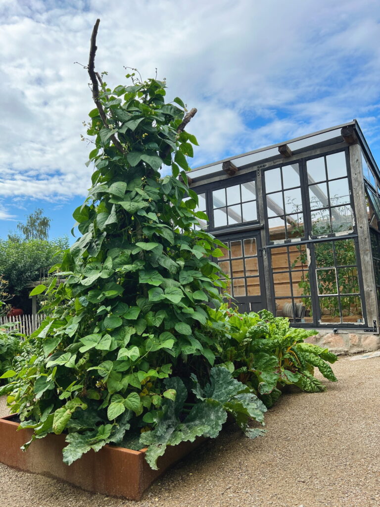 Bønner til bønnesalat med cremefrache-dressing. Stangbønner som vokser op af grene i rustfarvet højbed med et orangeri blå himmel og hvide skyer i baggrunden