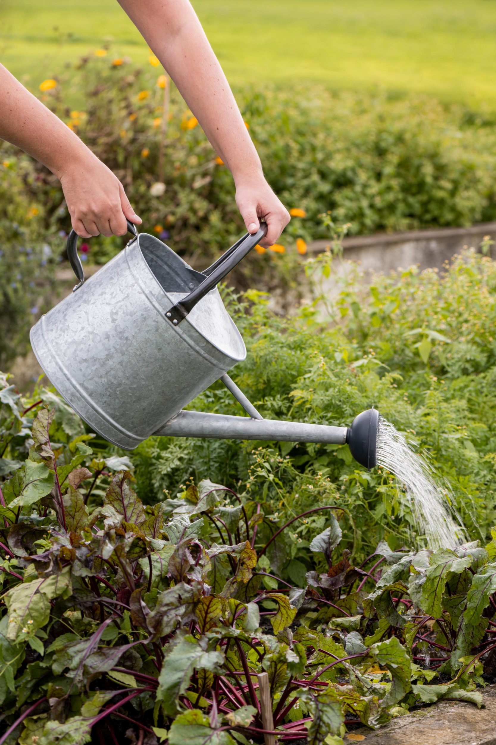 Vandkande i metal (zink) med spreder 9 ltr