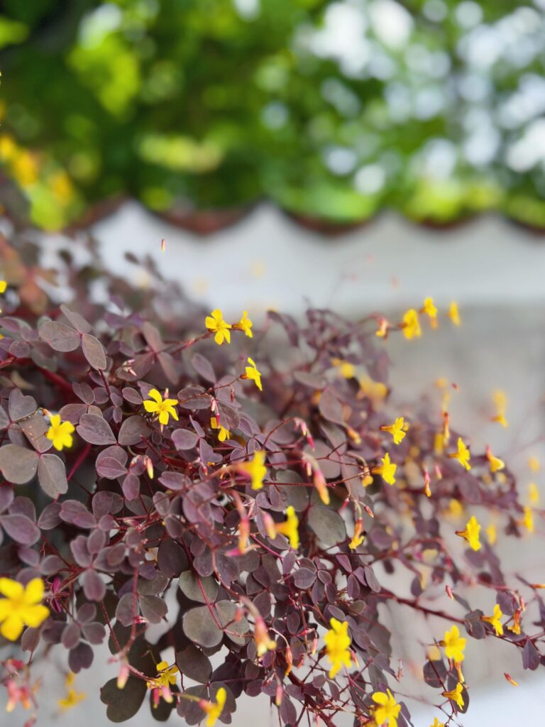 krydderurten rød skovsyre ses fra siden. Den har røde blade og gule blomster. I baggrunden ses en hvid mur med sorte teglsten og. Bag muren ses grønne blade. Skovsyren skal bruges til salat med yoghurtdressing